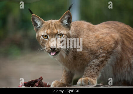 Nördlichen Luchs (Lynx Lynx Lynx) in Decin Zoo in Nordböhmen, Tschechien. Stockfoto