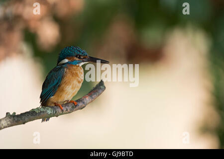 Männlicher Eisvogel / Eisvogel (Alcedo Atthis) mit einem dim Auge hocken auf einem Ast vor einem schönen farbigen Hintergrund. Stockfoto