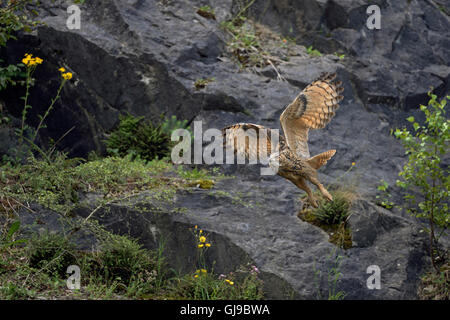 Nördlichen Uhu / Europaeischer Uhu (Bubo Bubo) im Flug durch einen alten Steinbruch, ausziehen, Tierwelt, Deutschland. Stockfoto