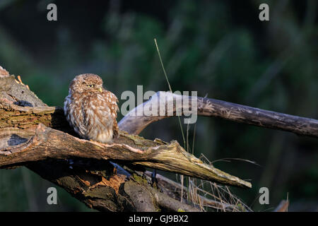 Kleine Eulen / Minervas Eulen / Steinkauz ( Athene noctua ) sitzt auf einem alten gebrochenen Baum und entspannt in der Morgensonne, Tierwelt, Europa. Stockfoto