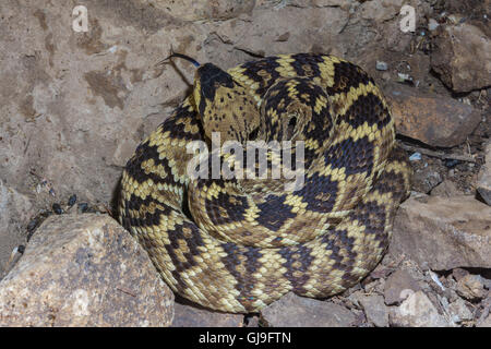 Western schwarz-angebundene Klapperschlange (Crotalus Molossus), Ruby Road, Arizona, USA. Stockfoto