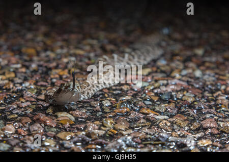 Neugeborene Western Diamond-backed Klapperschlange, (Crotalus Atrox), auf nasser Fahrbahn bei Regen Sturm.  Ruby Road, Arizona, USA. Stockfoto