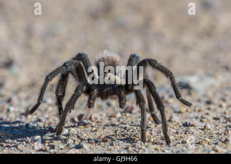 Vogelspinne, Ruby Road, Santa Cruz co., Arizona. Stockfoto