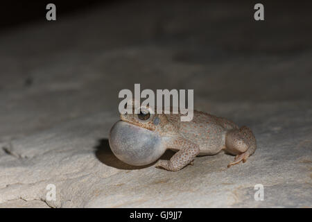 Aufrufen männlichen rot gefleckten Kröte, (Anaxyrus Punctatus), Sierra co., New Mexico, USA. Stockfoto