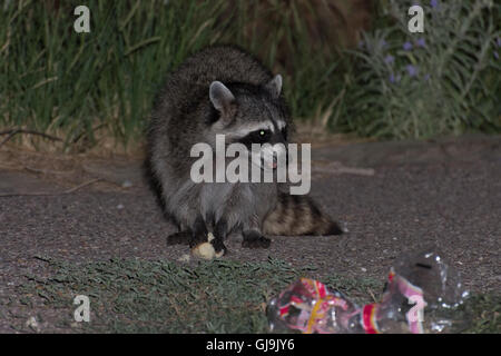 Waschbär (Procyon Lotor), Müll zu essen.  Elephant Butte State Park, New Mexico, USA. Stockfoto