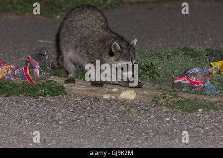 Waschbär (Procyon Lotor), Müll zu essen.  Elephant Butte State Park, New Mexico, USA. Stockfoto