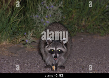 Waschbär (Procyon Lotor), Müll zu essen.  Elephant Butte State Park, New Mexico, USA. Stockfoto