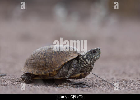 Weiblich-Wüste Kasten-Schildkröte, (Terrapene Ornata Luteola), Bosque del Apache National Wildlife Refuge, New Mexico, USA. Stockfoto