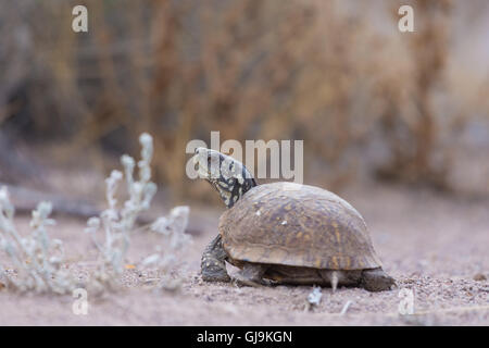 Weiblich-Wüste Kasten-Schildkröte, (Terrapene Ornata Luteola), Bosque del Apache National Wildlife Refuge, New Mexico, USA. Stockfoto