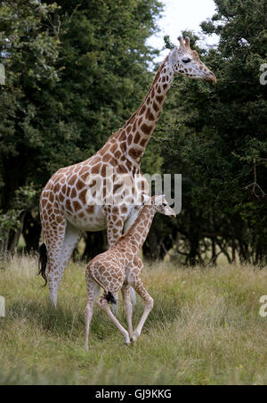 Embargo auf 0001 Montag 15. August eine noch unbenannte weibliche Rothschild-Giraffen-Kalb mit ihrer Mutter Lunar, erkunden ihre neue Umgebung von über 600 Hektar großen Tierreservat am Port Lympne reservieren, in der Nähe von Ashford in Kent. Stockfoto