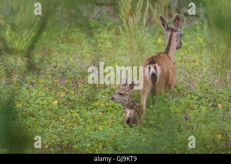 Rocky Mountain Maultierhirsch (Odocoileus Hemionus Hemionus), Reh und Kitz.  Bosque del Apache National Wildlife Refuge, New Mexico. Stockfoto