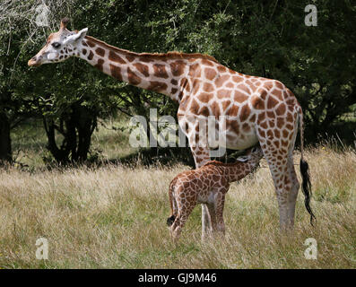 Embargo auf 0001 Montag 15. August eine noch unbenannte weibliche Rothschild-Giraffen-Kalb mit ihrer Mutter Lunar, erkunden ihre neue Umgebung von über 600 Hektar großen Tierreservat am Port Lympne reservieren, in der Nähe von Ashford in Kent. Stockfoto