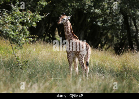 Embargo auf 0001 Montag 15. August eine noch unbenannte weibliche Rothschild-Giraffen-Kalb erkundet ihre neue Umgebung von über 600 Hektar großen Tierreservat am Port Lympne reservieren, in der Nähe von Ashford in Kent. Stockfoto