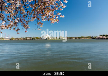 Washington DC USA Kirschblüte. Stockfoto