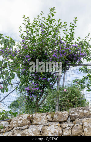 Solanum Crispum (chilenische Kartoffel Rebe, chilenische Nachtschatten, chilenische Kartoffel Baum und Kartoffel-Rebe) wächst auf Wand Stockfoto