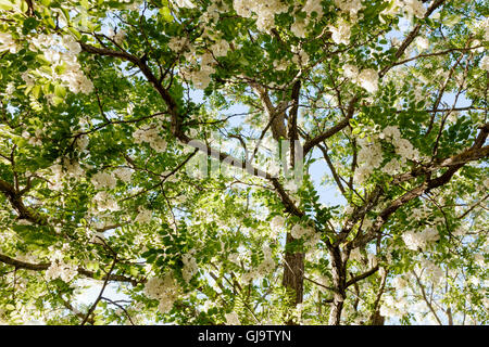 Robinia Pseudoacacia (Robinie, falsche Akazie) Baum in Blüte Stockfoto