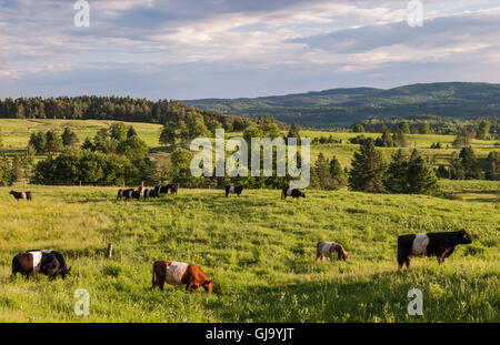 Späten Nachmittag Szene der Belted Galloway (Belties) Kühe weiden auf sanften Hügeln in Lyndonville, Vermont. Stockfoto