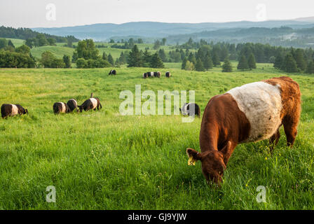 Späten Nachmittag Szene der Belted Galloway (Belties) Kühe weiden auf sanften Hügeln in Lyndonville, Vermont. Stockfoto