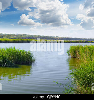 Dickicht von Schilf am See Stockfoto