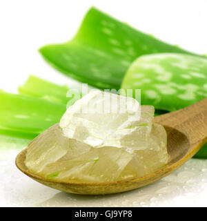 Aloe Vera Gel in Holzlöffel mit Aloe Vera Blätter auf weißem Hintergrund. Aloe Vera Gel fast in Nahrung, Medizin und Schönheit ich benutze Stockfoto