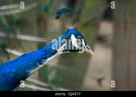 Indischen Pfauen (Pavo Cristatus), auch bekannt als die blaue Pfauen. Stockfoto