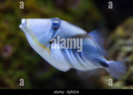 Lagune-Drückerfisch (Rhinecanthus Aculeatus), auch bekannt als der Picasso-Drückerfisch. Stockfoto