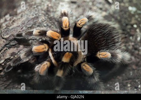 Mexican Redknee Vogelspinne (Brachypelma Smithi). Stockfoto