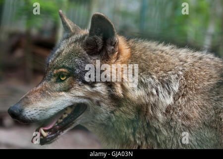 Eurasische Wolf (Canis Lupus Lupus). Stockfoto