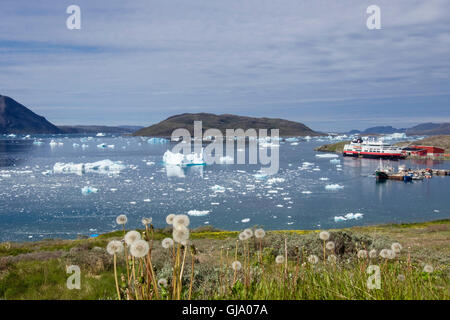 Löwenzahn Samenköpfe an Küste mit Eis aus Tunulliarfik Fjord im Hafen und in Narsaq Sound im Sommer. Narsaq Südgrönland Stockfoto