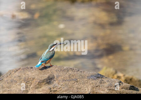 Gemeinsamen Kingfisher stehen auf Felsen Stockfoto