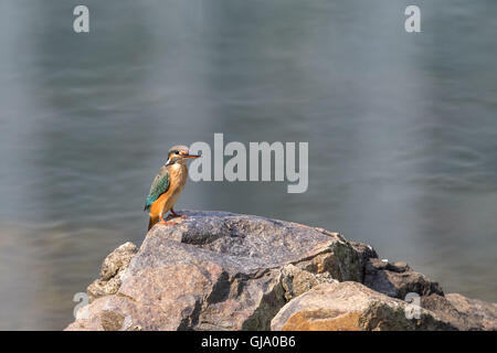 Gemeinsamen Kingfisher stehen auf Felsen Stockfoto