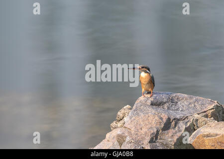 Gemeinsamen Kingfisher stehen auf Felsen Stockfoto