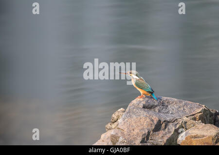 Gemeinsamen Kingfisher stehen auf Felsen Stockfoto