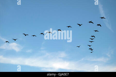 Gänse fliegen Süden für den Winter, Farnham, Surrey, England, Vereinigtes Königreich Stockfoto