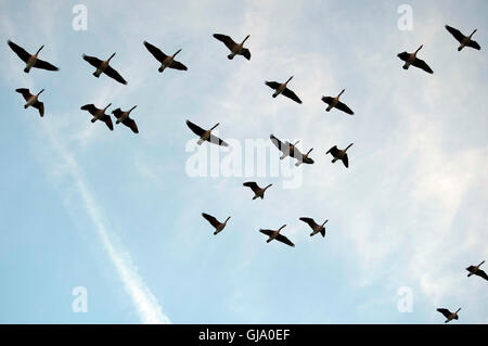 Gänse fliegen Süden für den Winter, Farnham, Surrey, England, Vereinigtes Königreich Stockfoto