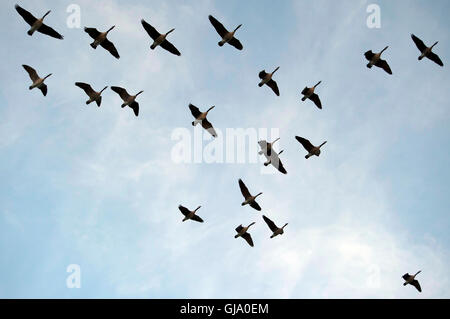 Gänse fliegen Süden für den Winter, Farnham, Surrey, England, Vereinigtes Königreich Stockfoto