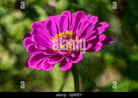 Einzelne lila Zinnia Blume isoliert gegen einen grünen strukturierten Hintergrund Stockfoto