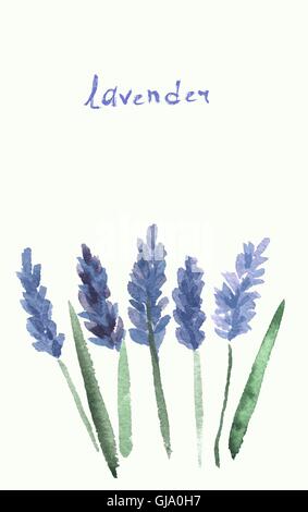 Vektor-Aquarell-Lavendel Stock Vektor