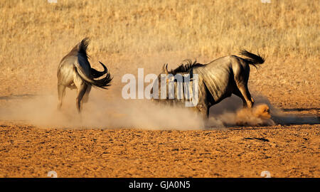 Zwei männliche Streifengnu Connochaetes Taurinus) Kampf um Territorium, Kalahari-Wüste, Südafrika Stockfoto