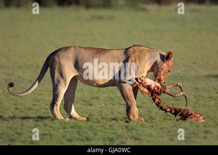 Eine Löwin (Panthera Leo) mit den Resten der Antilope Beute, Kalahari, Südafrika Stockfoto
