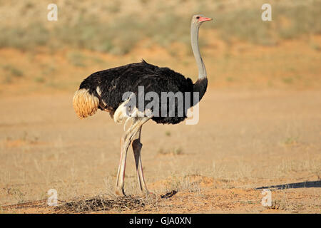 Männliche Ostrich (Struthio Camelus) im natürlichen Lebensraum, Kalahari-Wüste, Südafrika Stockfoto