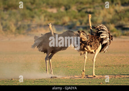 Zwei Strauße (Struthio Camelus) Anzeige mit offenen Flügeln, Kalahari-Wüste, Südafrika Stockfoto