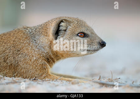 Porträt einer gelben Mungo (Cynictus Penicillata), Kalahari-Wüste, Südafrika Stockfoto