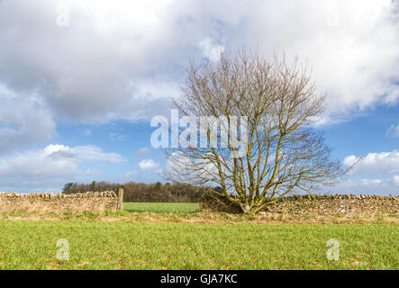Landschaft der Cotswolds, Gloucestershire, England auf einem hellen Wintertag mit einer Trockenmauer Stockfoto