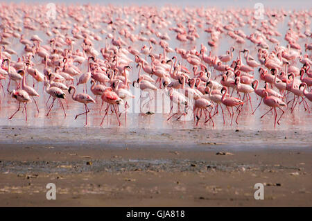 Eine Herde von rosa Flamingos in Lake Naivasha, Kenia, Stockfoto
