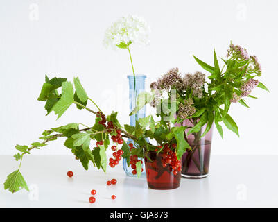 Zweige von Johannisbeeren und Rasen im Glas Stockfoto