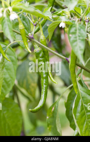 Chili Cayenne lange im Freien wachsen. Stockfoto