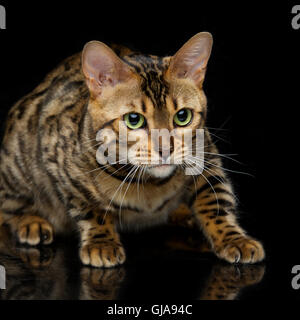 Wunderschöne Bengal-Katze Stockfoto