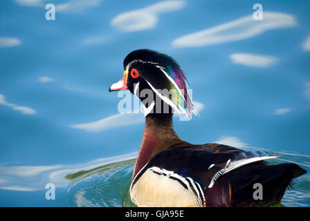 bunte männliche Brautente in einem Teich Stockfoto