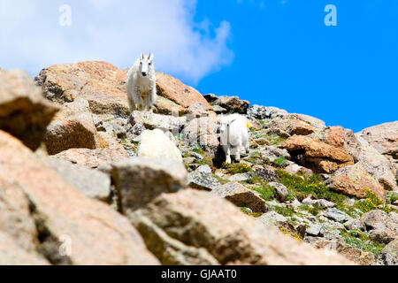 Paar Bergziegen auf dem Gipfel des 14.421 Fuß Mount Harvard an einem schönen Sommermorgen! Stockfoto